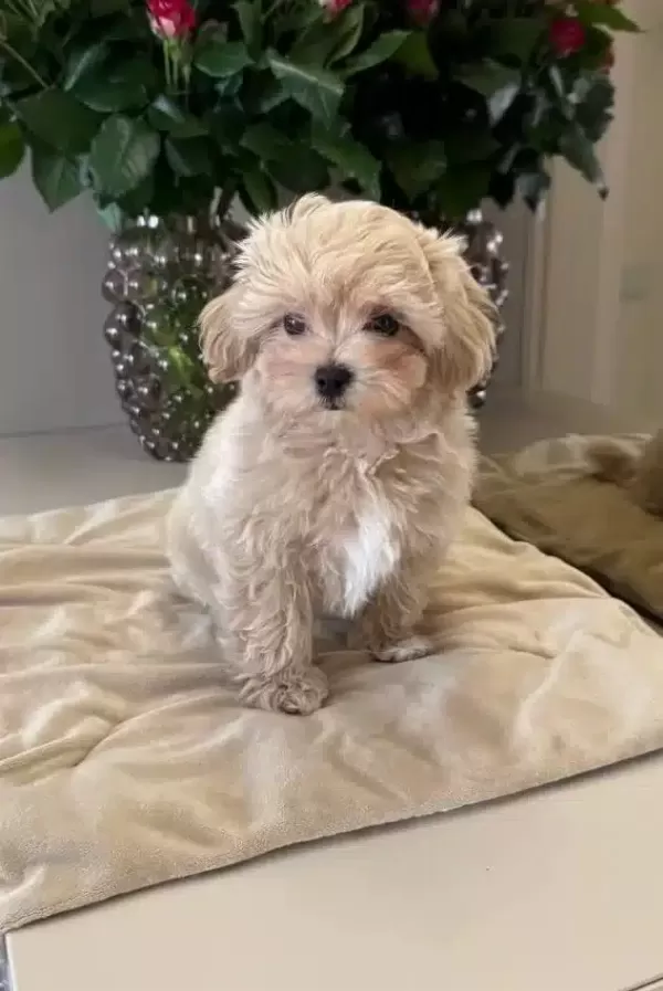 Maltipoo Cinsi Yavrular Ev Uretimi