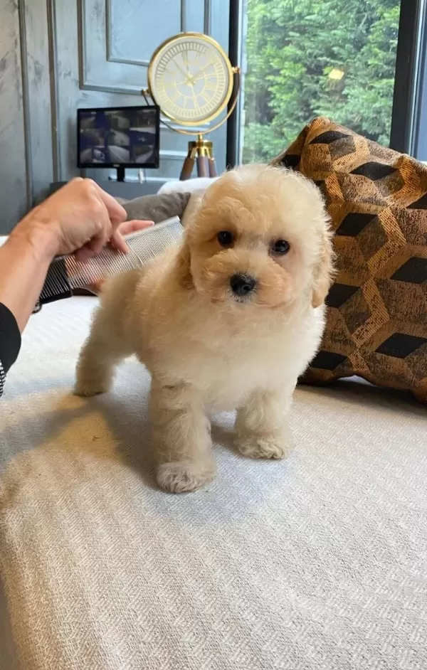 Zeki Ve tüy Dokmeyen En güzel Maltipoo Bebekleri