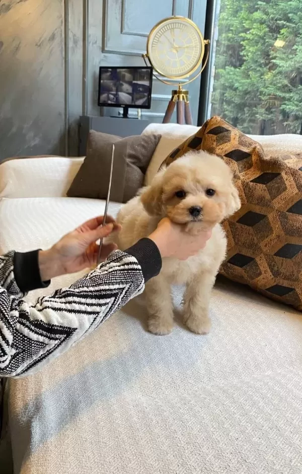 Zeki Ve tüy Dokmeyen En güzel Maltipoo Bebekleri