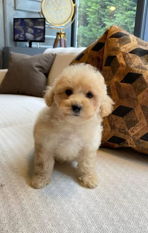 Zeki Ve tüy Dokmeyen En güzel Maltipoo Bebekleri