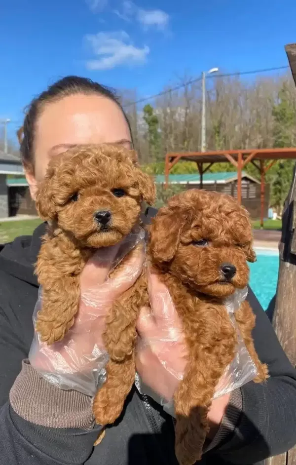 Zekası Ve Hipoalerjenik Yapısıyla Red Brown Toy Poodle