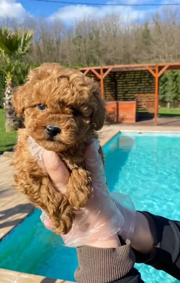 Zekası Ve Hipoalerjenik Yapısıyla Red Brown Toy Poodle