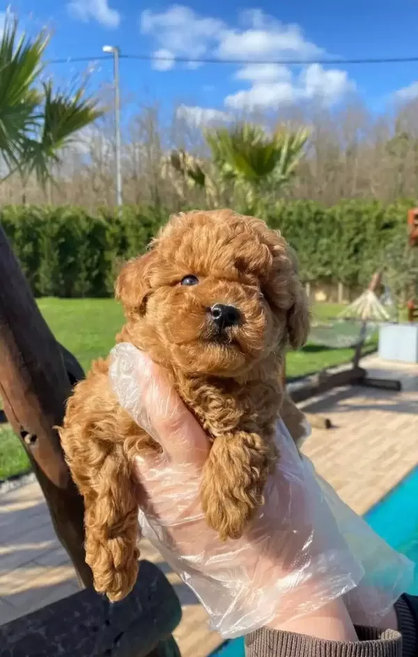 Zekası Ve Hipoalerjenik Yapısıyla Red Brown Toy Poodle