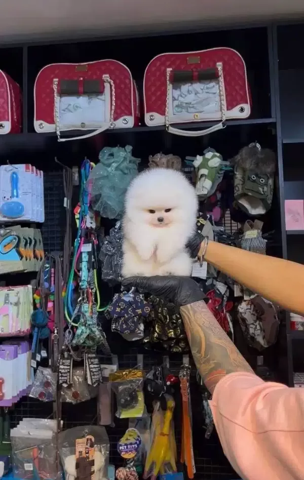 Ayı Suratli Pomerrian Boo Yavrular Ev Uretimi