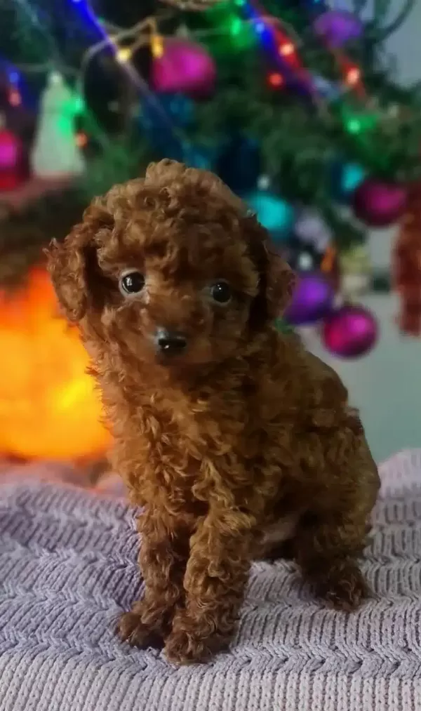 Orjinal Toy Poodle Yavrularımız