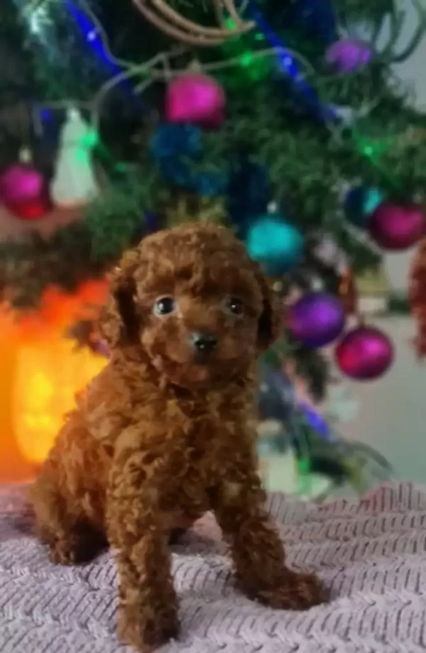 Orjinal Toy Poodle Yavrularımız
