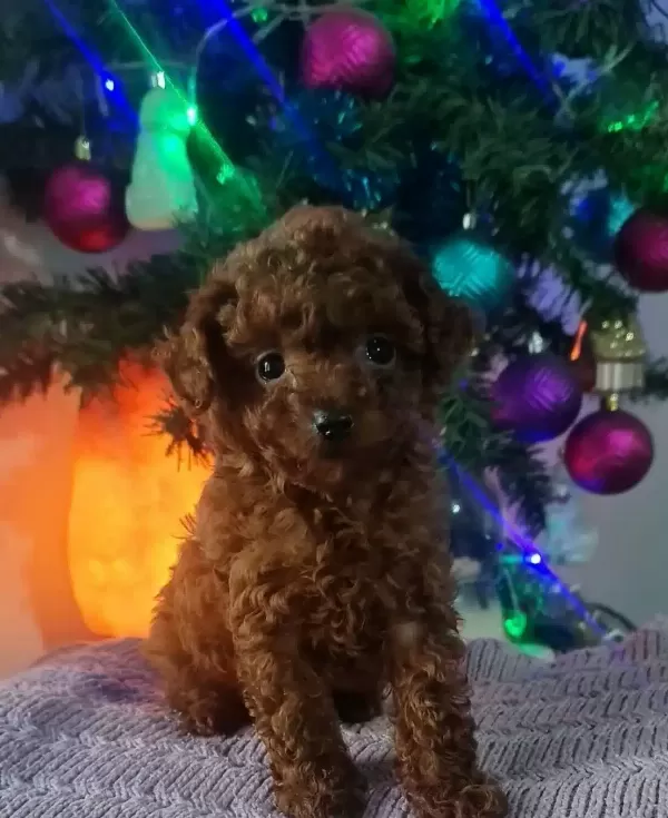 Orjinal Toy Poodle Yavrularımız