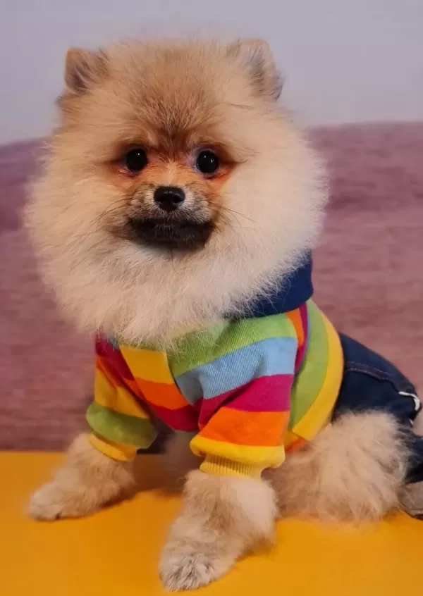 Secereli Tedybear Pomeranian