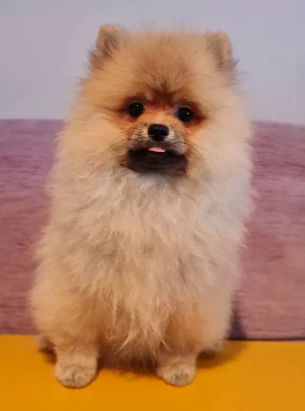 Secereli Tedybear Pomeranian