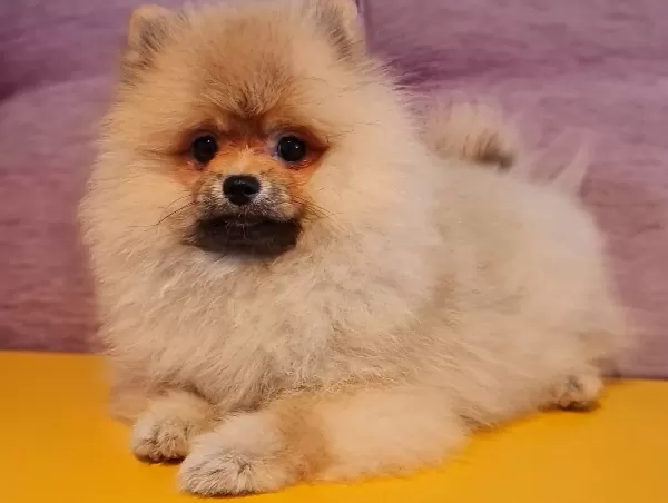 Secereli Tedybear Pomeranian
