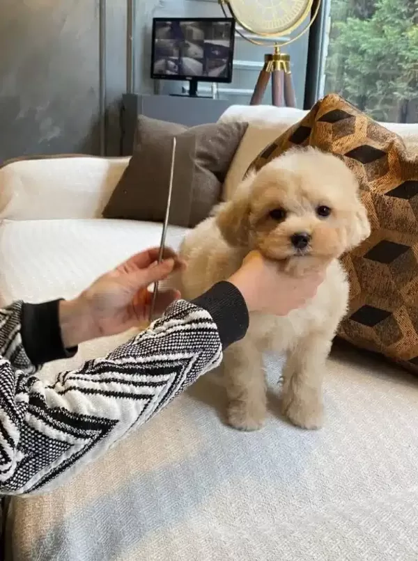 Ruhsatlı Ciflikten Maltipoo Yavruları