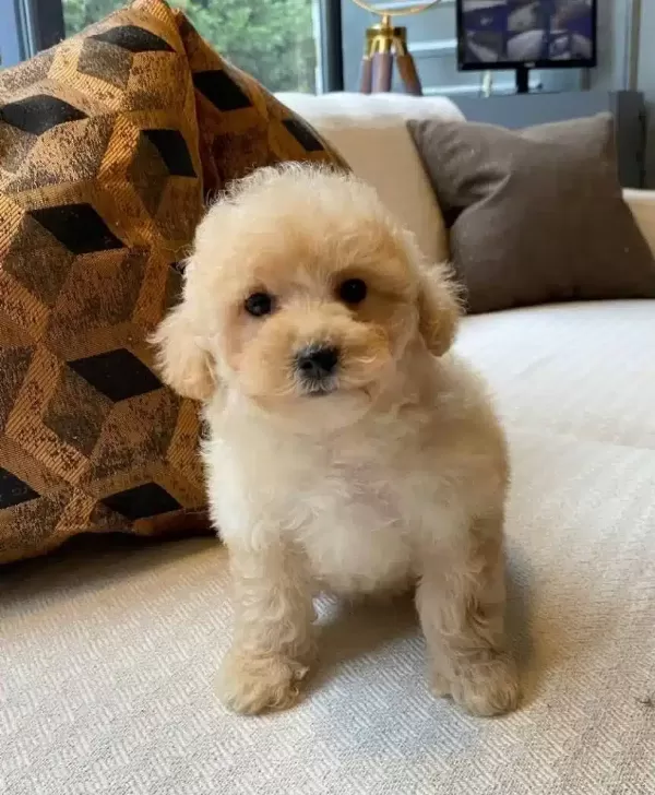 Ruhsatlı Ciflikten Maltipoo Yavruları
