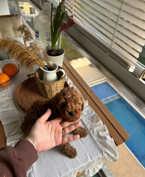 Ev Dogumlu Erkek Yavrumuz