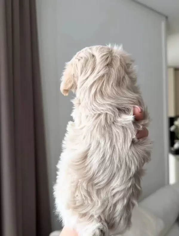 Pamuk Gibi Maltipoo Yavrularım