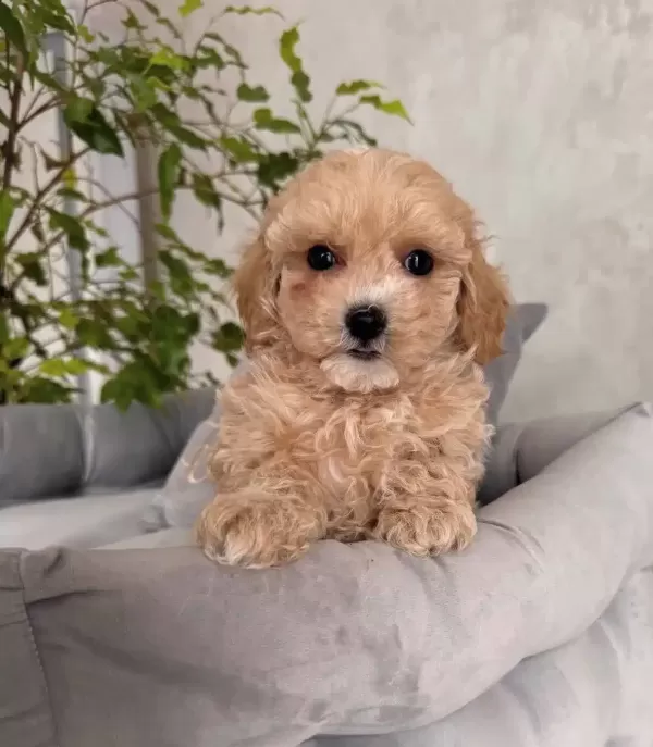 Ipeksi tüy Yapılı Maltipoo Yavrular