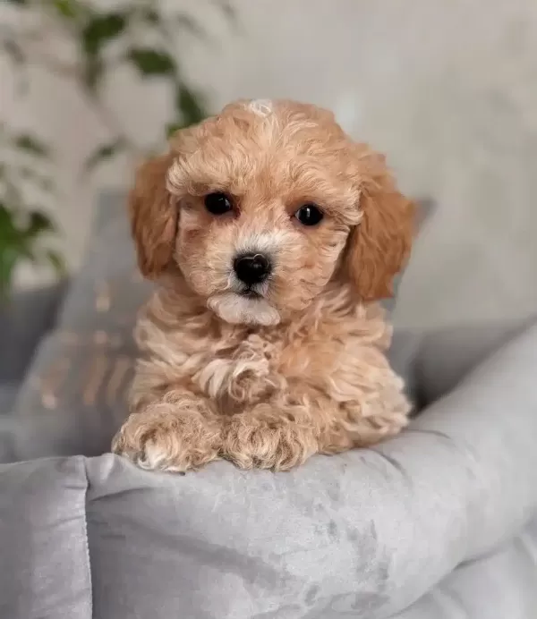 Ipeksi tüy Yapılı Maltipoo Yavrular