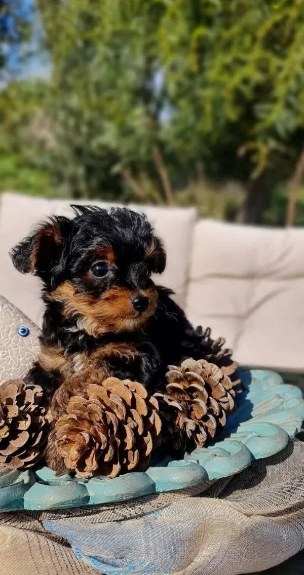Oyuncu Yorkipoo Yavruları