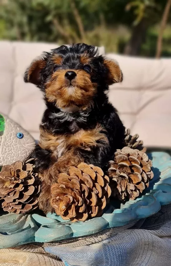 Oyuncu Yorkipoo Yavruları