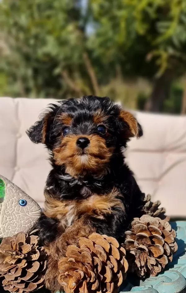 Oyuncu Yorkipoo Yavruları