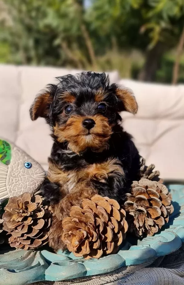 Oyuncu Yorkipoo Yavruları