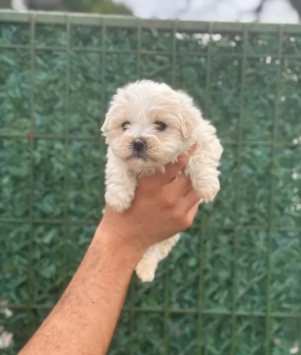 Avuc Ici Kadar Ipeksi Maltipoo Yavruları
