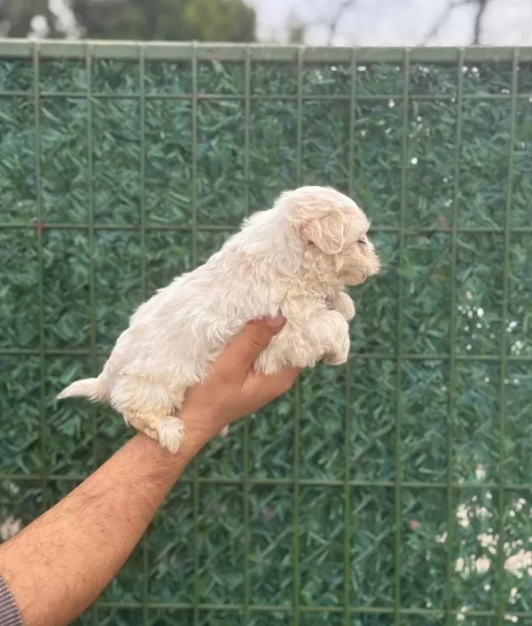 Avuc Ici Kadar Ipeksi Maltipoo Yavruları