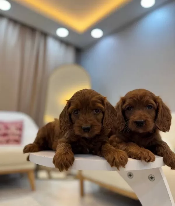 Kızıl Kahve Maltipoo Yavruları Ev Ortamında Sosyallesmis