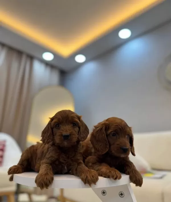 Kızıl Kahve Maltipoo Yavruları Ev Ortamında Sosyallesmis