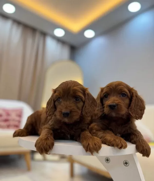 Kızıl Kahve Maltipoo Yavruları Ev Ortamında Sosyallesmis