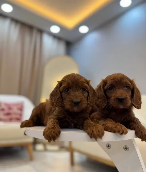Kızıl Kahve Maltipoo Yavruları Ev Ortamında Sosyallesmis