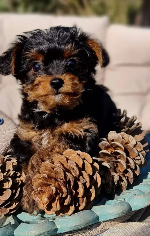 Turkiye De Tek Emsalsiz Teacup Yorkipoo