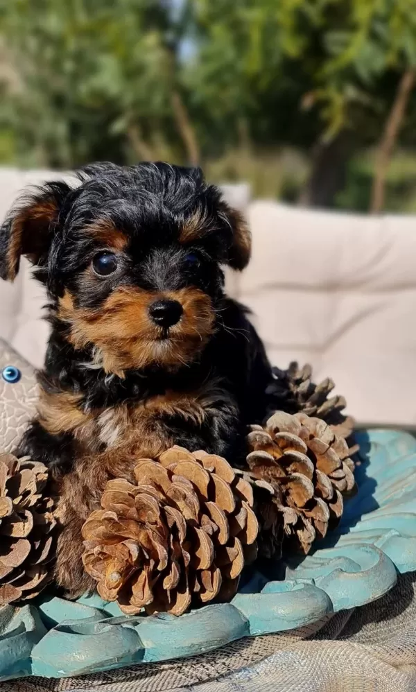 Turkiye De Tek Emsalsiz Teacup Yorkipoo