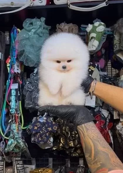 Ayı Surat Pomeranian Boo Pasaportlu Ve Irk Garantili Yavru