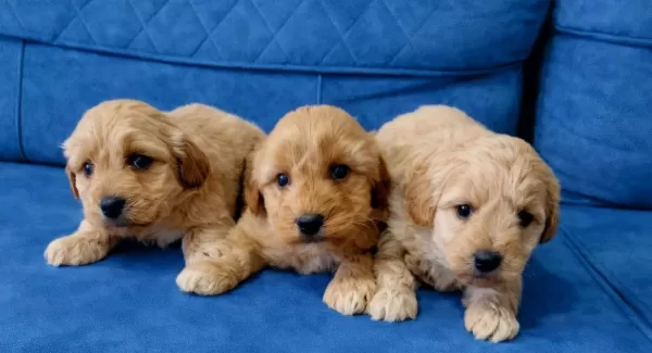 Ev Ortamında Buyumus Safkan Maltipoo Bebekler