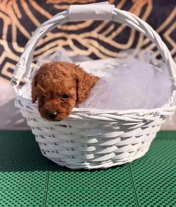 Kore Kan Yavrularımız Toy Poodle