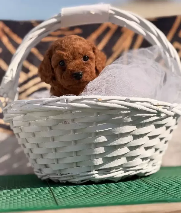 Kore Kan Yavrularımız Toy Poodle