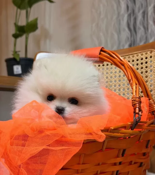 Teddy Boo Ayı Suratlı