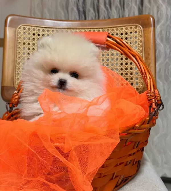 Teddy Boo Ayı Suratlı