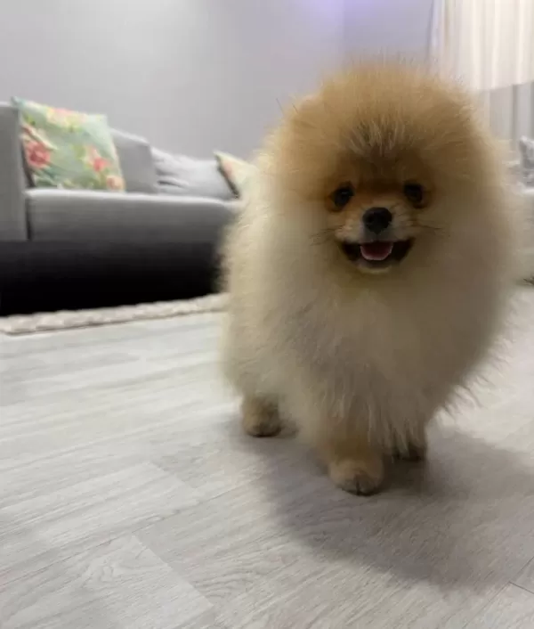 Ukrayna Kan Hattı Ayı Surat Pomeranian Boo Yavruları