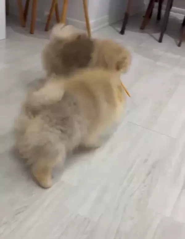 Ukrayna Kan Hattı Ayı Surat Pomeranian Boo Yavruları