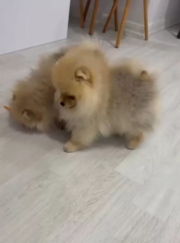 Ukrayna Kan Hattı Ayı Surat Pomeranian Boo Yavruları