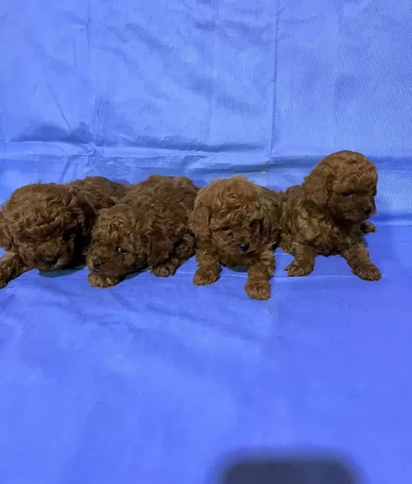 Zeki Ve Oyuncu Kahverengi Toy Poodle Yavrular
