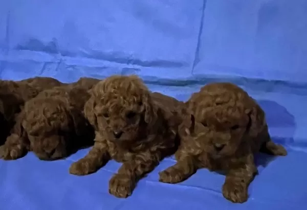 Zeki Ve Oyuncu Kahverengi Toy Poodle Yavrular