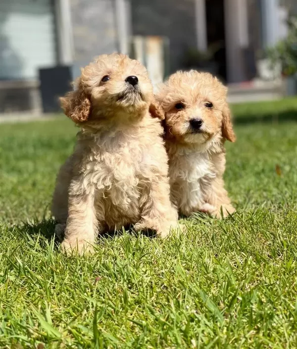 Zeki Ve tüy Dokmeyen Maltipoo Yavruları