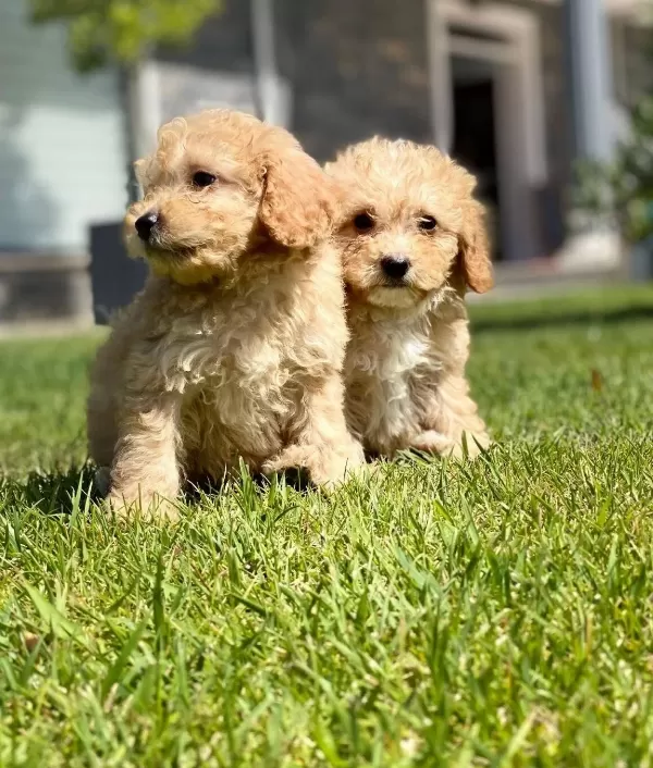 Zeki Ve tüy Dokmeyen Maltipoo Yavruları