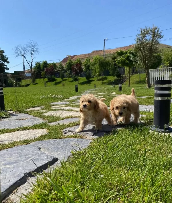 Zeki Ve tüy Dokmeyen Maltipoo Yavruları