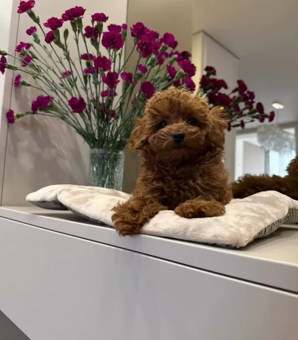 Kızıl Tonlarda Red Toy Poodle Sevimli Yavrular