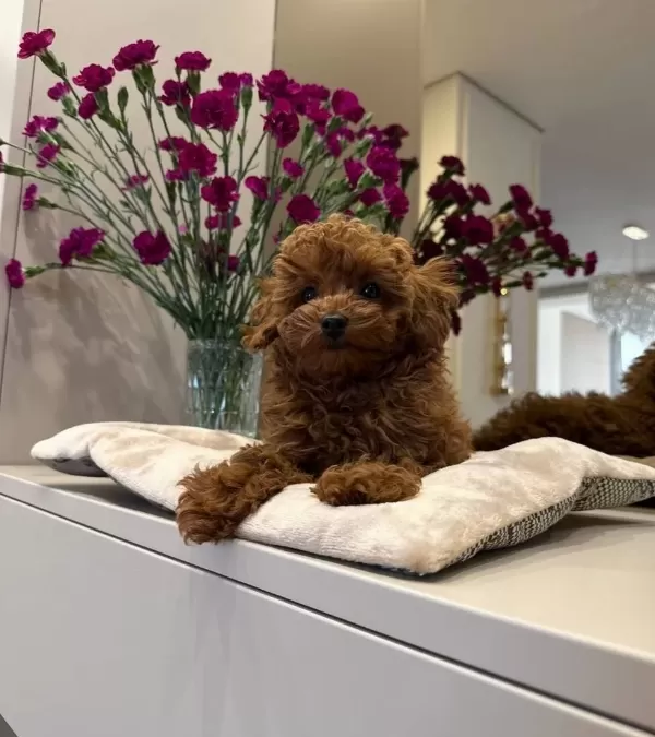 Kızıl Tonlarda Red Toy Poodle Sevimli Yavrular