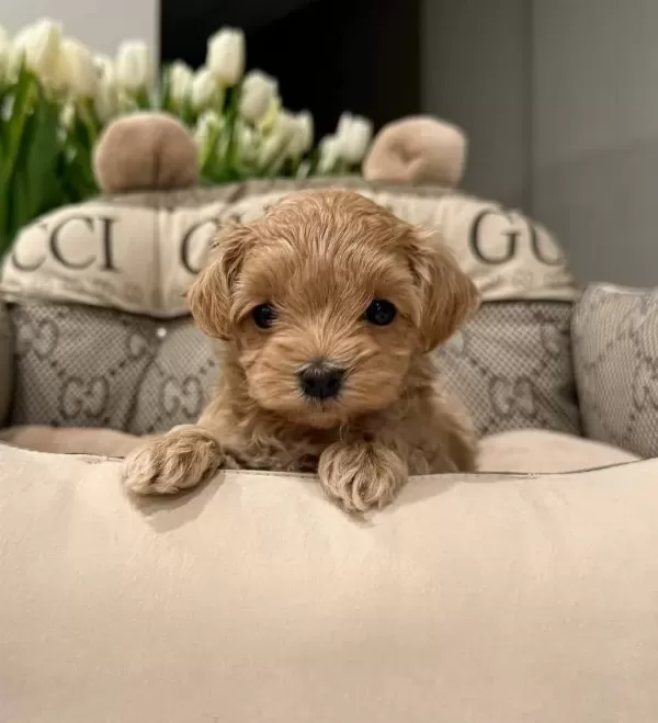 Kahve Tonlu Akıllı Maltipoo Yavruları