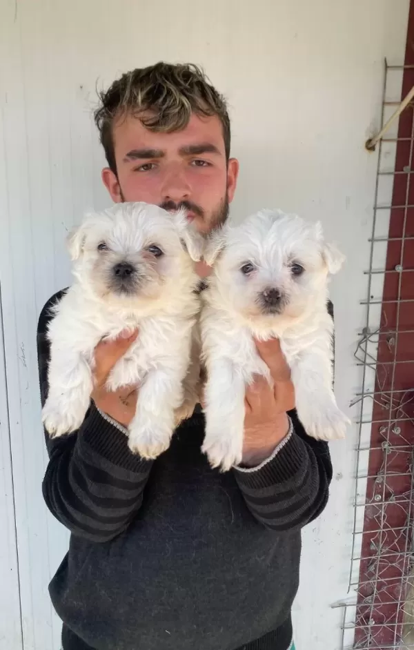 Beyaz Maltese Terrier Yavrular
